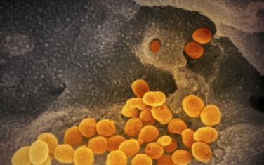 Koronavirus (Ilustracija)