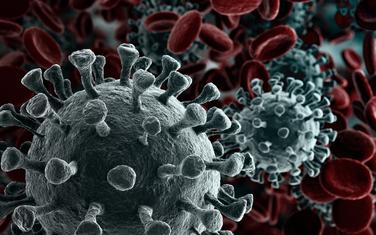 koronavirus