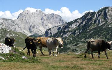 Povećanje proizvodnje mlijeka je jedan od ciljeva