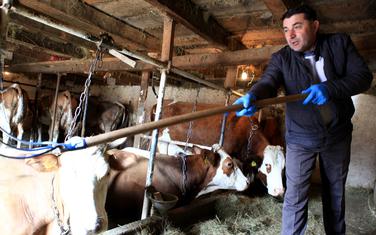 Milivoje Miličic na svojoj farmi krava