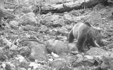 Mrki medvjed u NP Biogradska gora